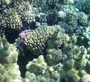 Riff mit Korallen und Fischchen
