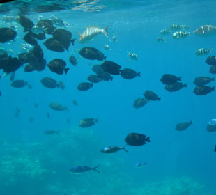 Submarine Sharm