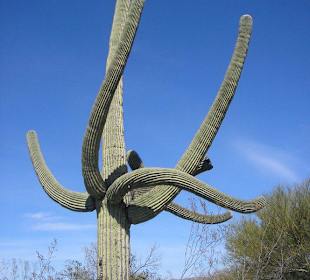 Saguaro Park