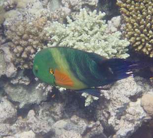 Schnorcheln Makadi Bay