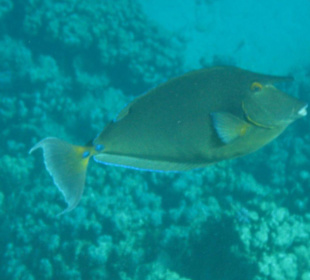 Am Hausriff Dreams Beach Resort & Dreams Vacation Resort