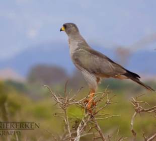 Weißbürzel Singhabicht