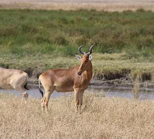 Antilope