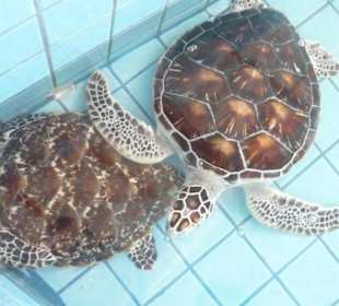 Turtlefarm