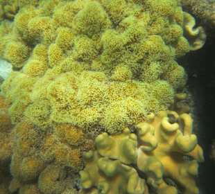 Lagunen vor Nordriff