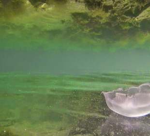 Underwater World Red Sea