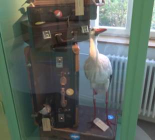 Museum Natur und Mensch