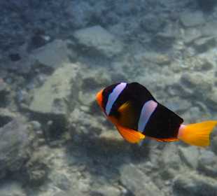 Unterwasserwelt Musandam