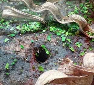 Blattschneiderameisen in Schloss Trauttmansdorf