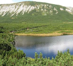 Plesnivec
