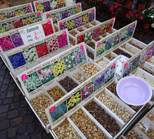 Auswahl an Blumenzwiebeln auf dem Blumenmarkt