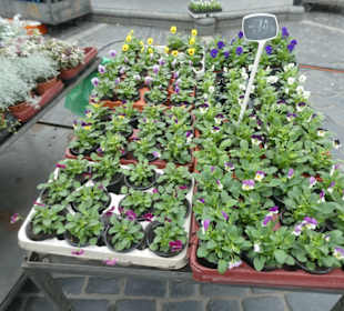 Wochenmarkt Coburg