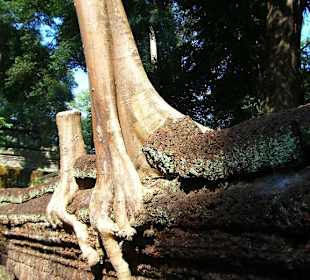 Tempio nella giungla