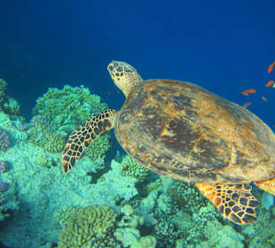 Seeschildkröte am Hausriff