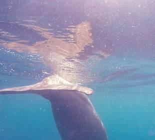 Schnorcheln Abu Dabbab