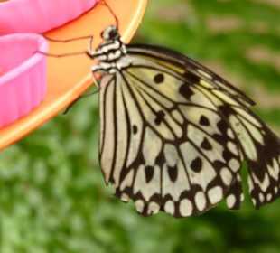 Schmetterlingspark von Benalmádena Mariposario 
