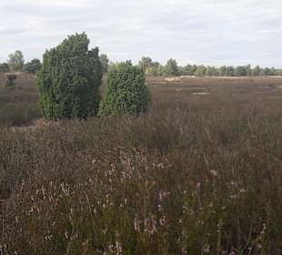 Nemitzer Heide