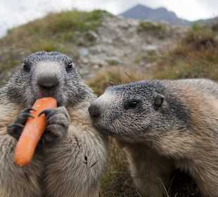Murmeltiere bei Ihrer Lieblingsbeschäftigung