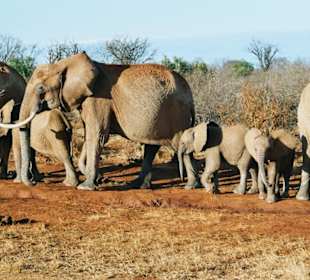 Elefanten an der Wasserstelle