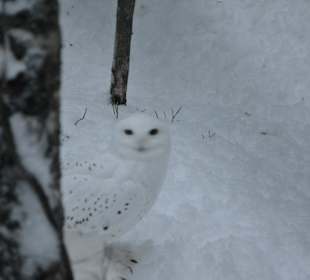 Schneeeule