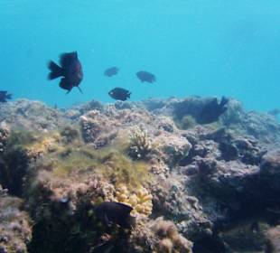 Fische am Riff beim Schnorcheln