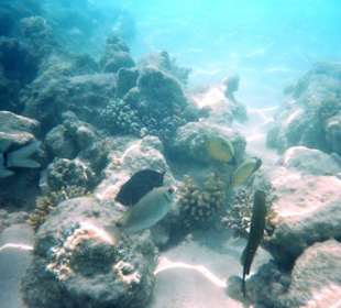 Unterwasserwelt am hauseigenen Riff