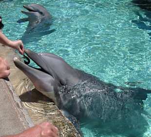 Delfine in Sea World Orlando