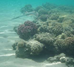 Hausriff Fort Arabesque