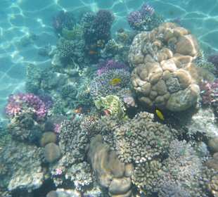 Schnorcheln Makadi Bay