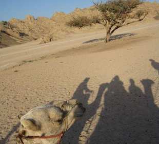 Camelriding in the desert