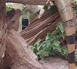 Schmetterlingsgarten