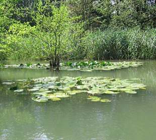Taubergießen