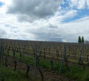 Unterwegs in den Weinbergen von Nordheim am Main