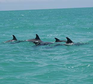 Delfine bei der Sian Ka'an Tour