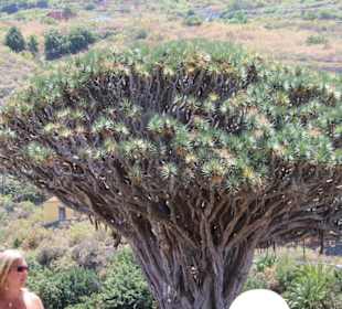 Ältester Drachenbaum