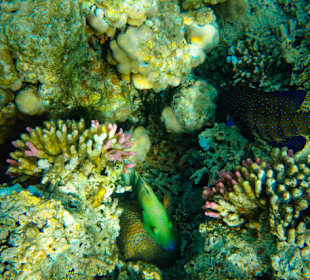 Schnorcheln Hausriff Utopia Beach El Quseir	