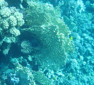 Schnorcheln Sharm El Naga