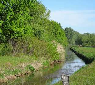 Blick auf die renaturierte Wietze