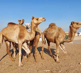 Kamelmarkt El Shalateen