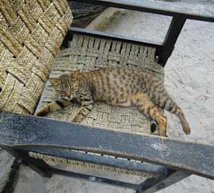 Im nächsten Leben werde ich Katze