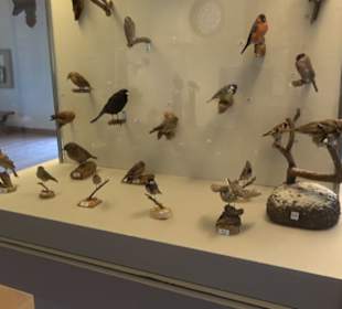 Natur- und Jagdmuseum