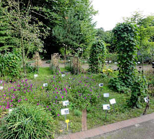 Rundgang durch den Botanischen Garten Oldenburg