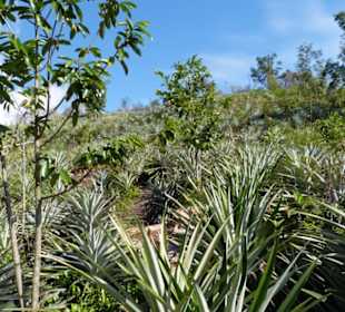 Eine typische Ananasplantage