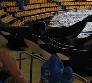 Orca Show im Loro Parque