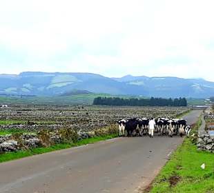 Inselrundfahrt Terceira