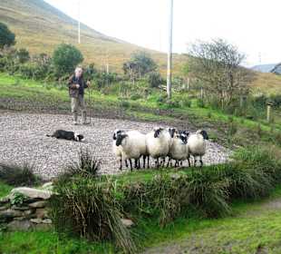 Kells Sheep Centre