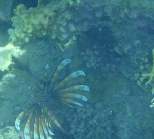 Feuerfisch am Hausriff