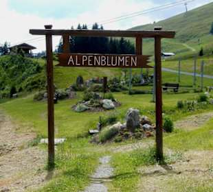 Alpenblumen