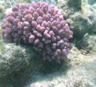 Unterwasserbild - am Riff