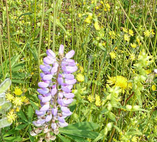 Blumenwiese vorm Mt. Robson